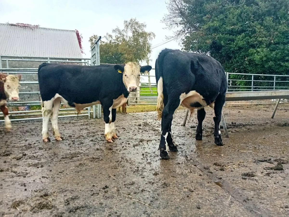 Whiteheads bulls and heilfers - Image 3