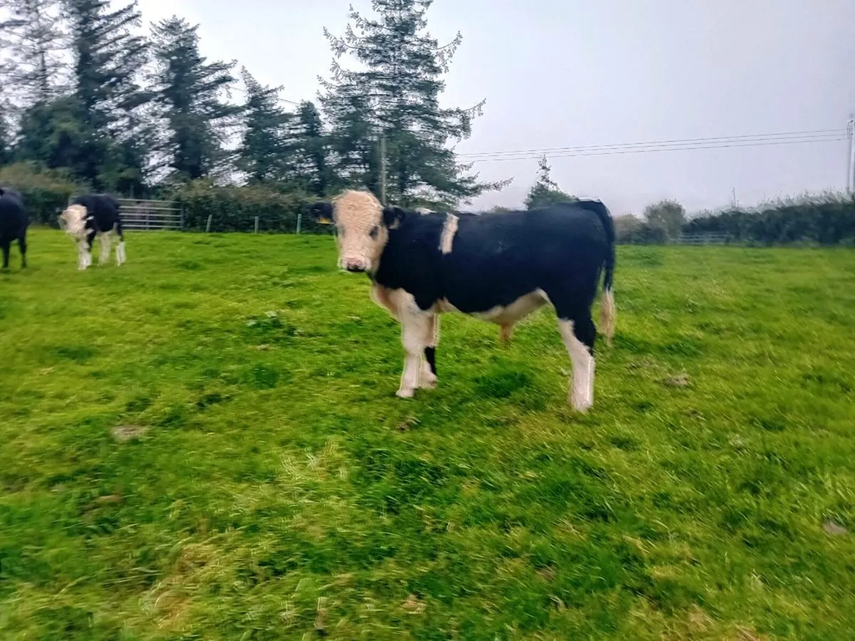 Whiteheads bulls and heilfers - Image 4