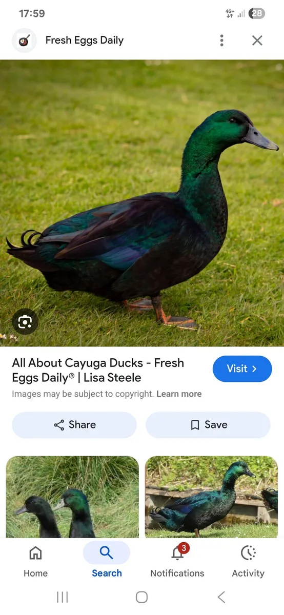 Cayuga Ducks