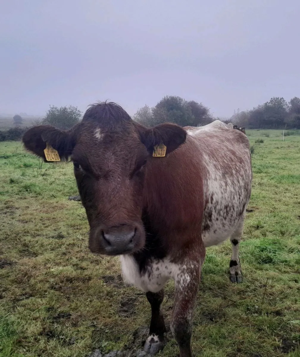 Cow - Image 1