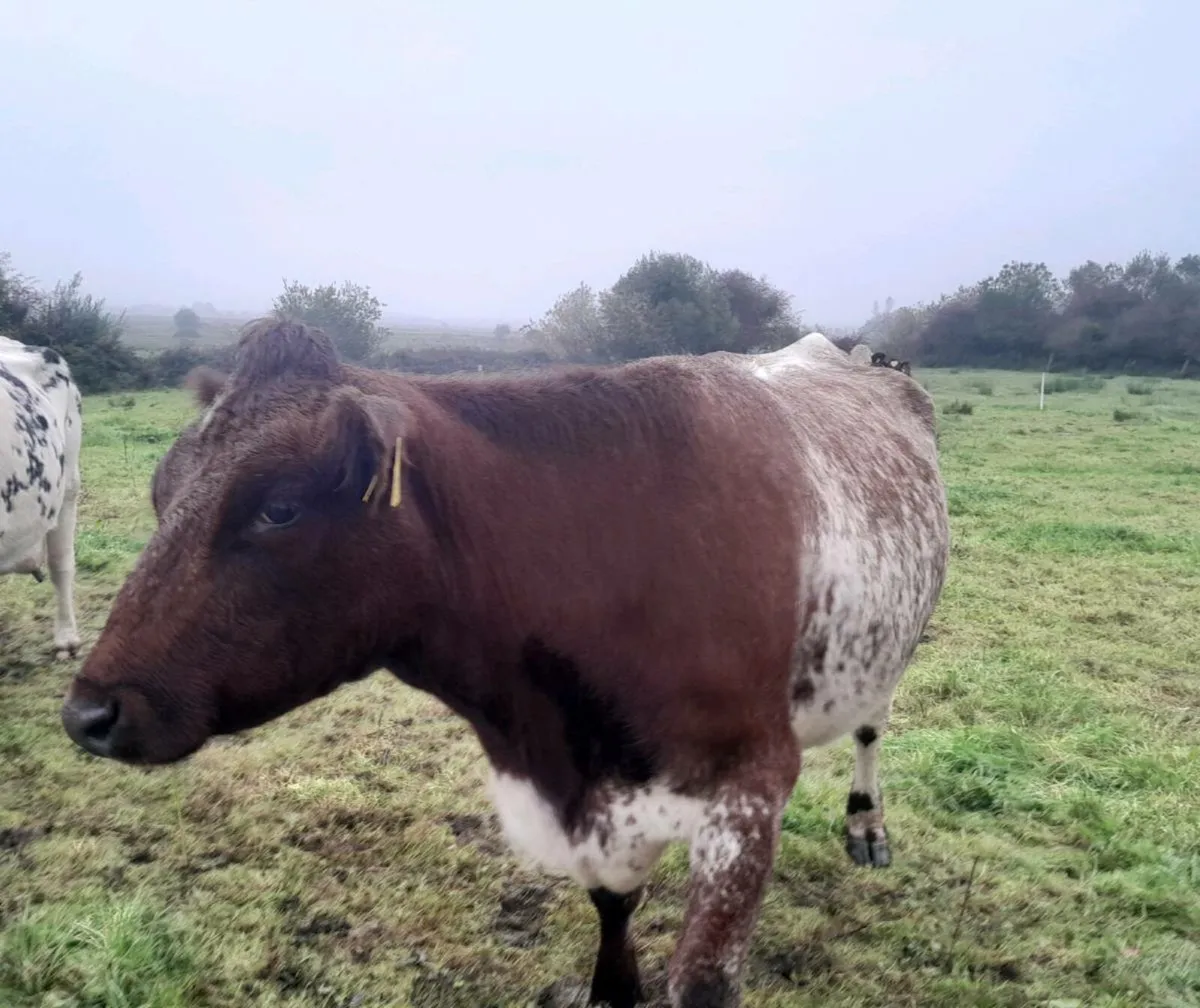 Cow - Image 2