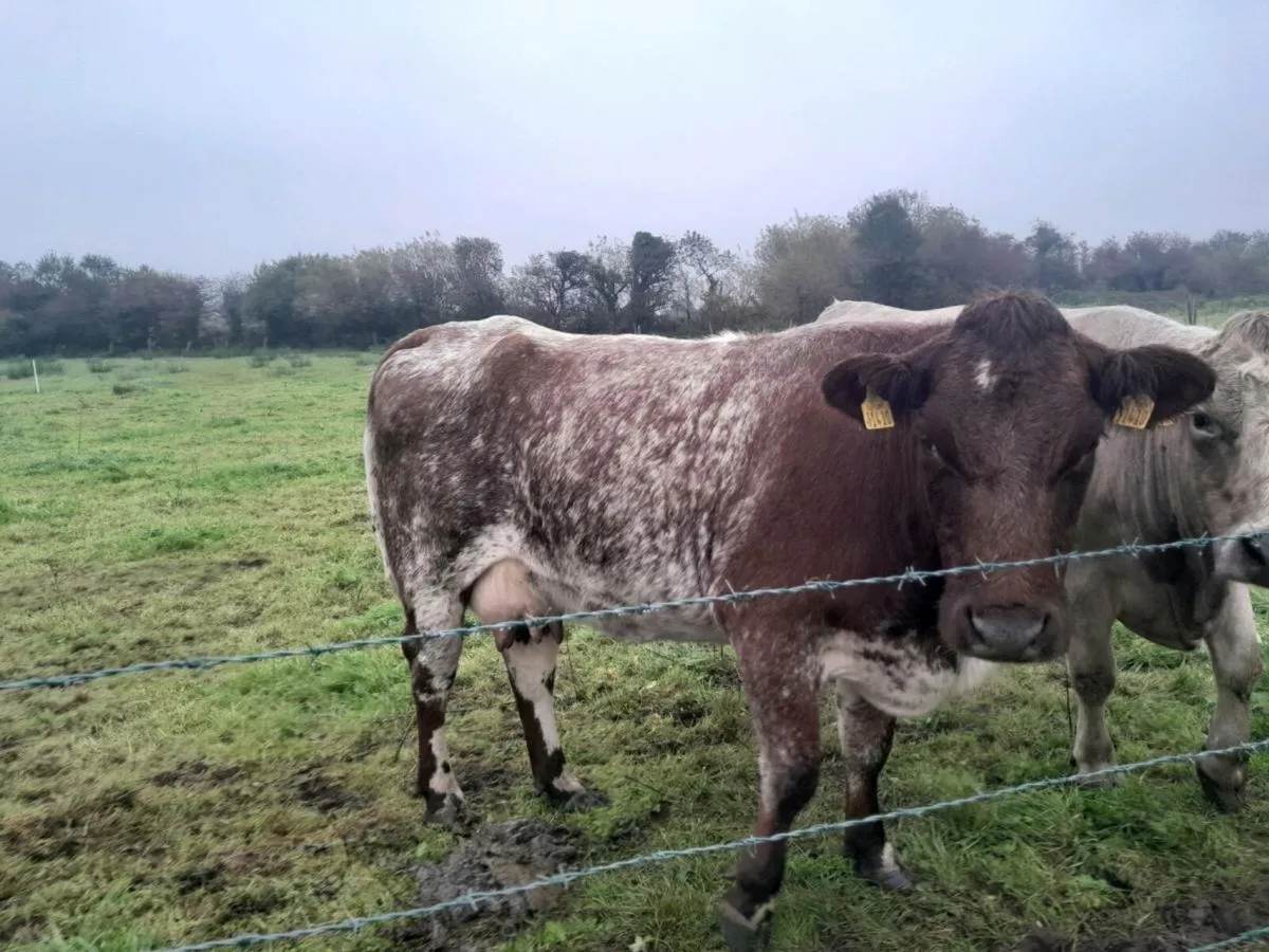 Cow - Image 3