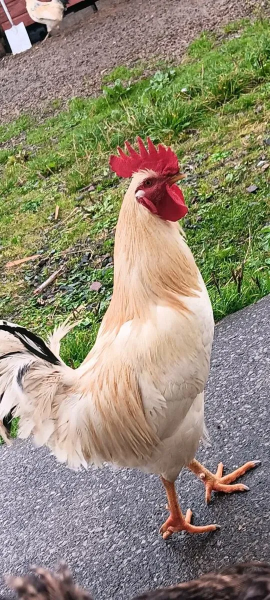 Free roosters and fertile chicken eggs! - Image 1