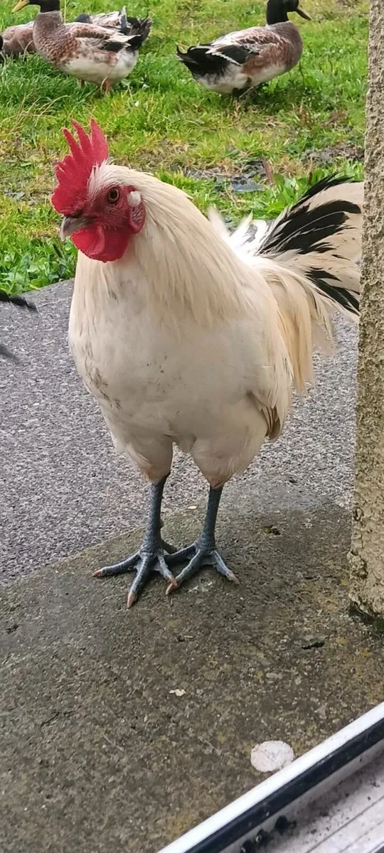 Free roosters and fertile chicken eggs! - Image 2