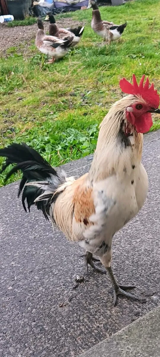 Free roosters and fertile chicken eggs! - Image 3