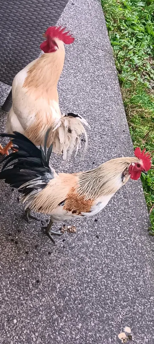 Free roosters and fertile chicken eggs! - Image 4