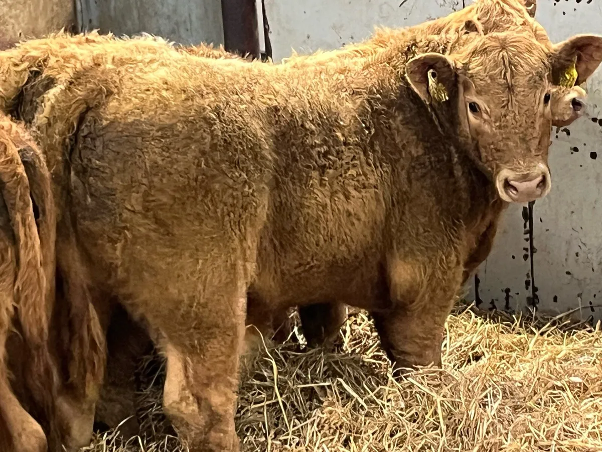 6 Super 250Kg Golden CH Bull Weanlings - Image 2