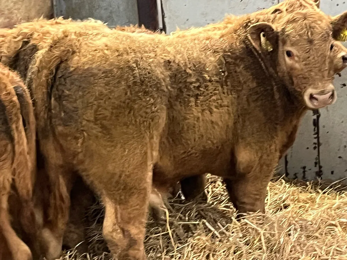 6 Super 250Kg Golden CH Bull Weanlings - Image 3