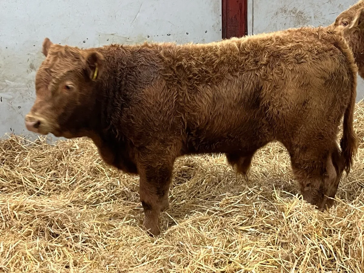 6 Super 250Kg Golden CH Bull Weanlings - Image 4