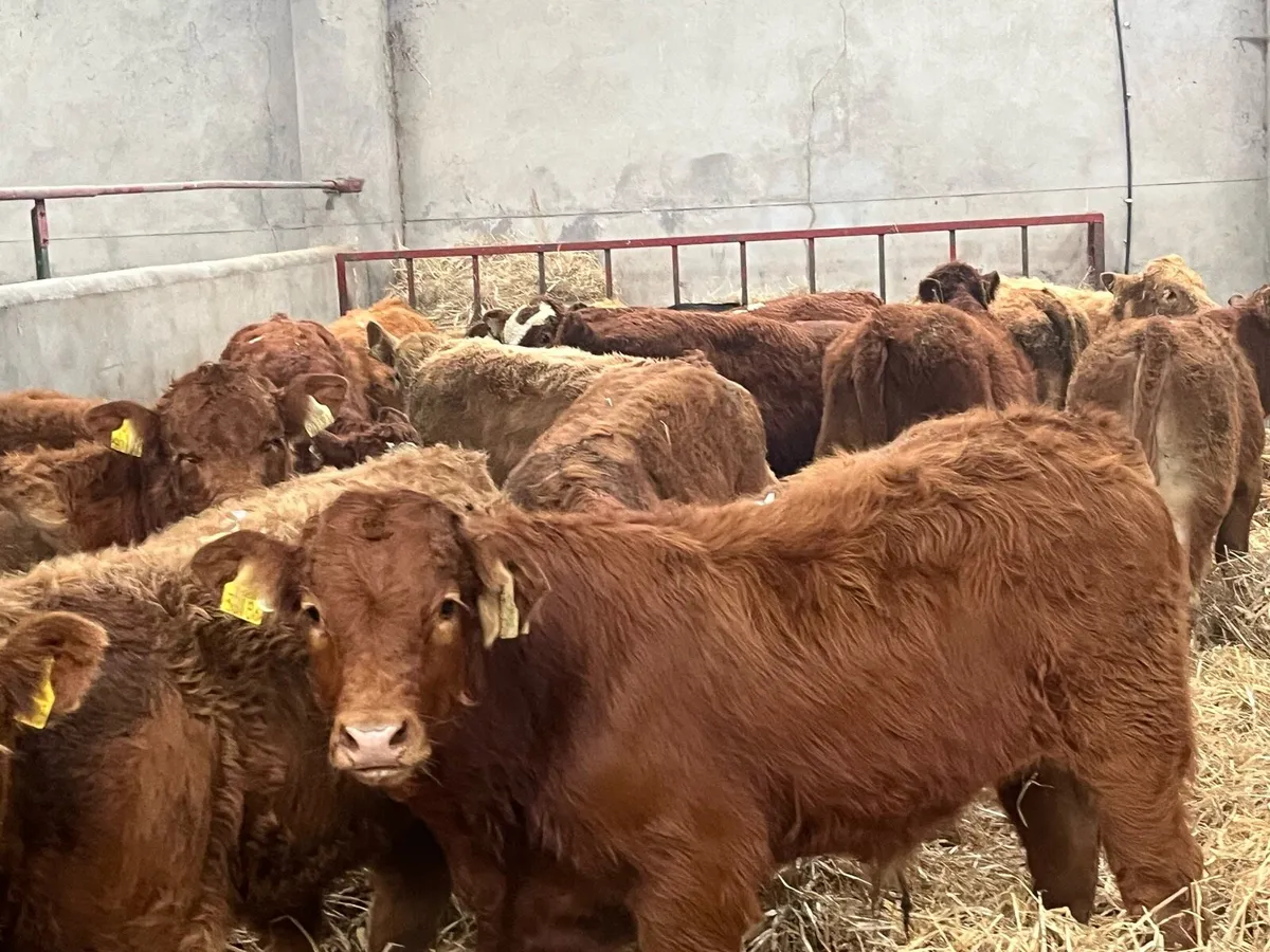 12 Super 250Kg Red Limousin Bull Weanlings - Image 1