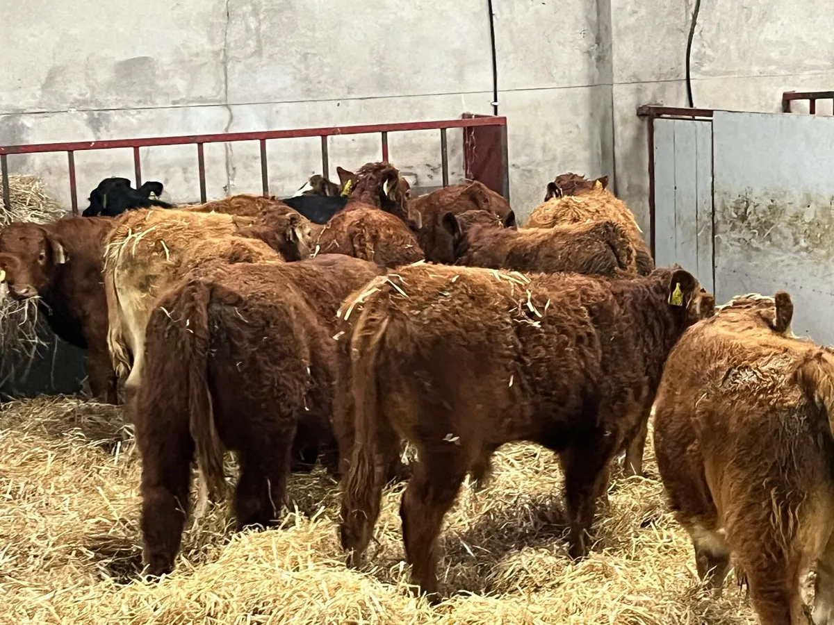 12 Super 250Kg Red Limousin Bull Weanlings - Image 2