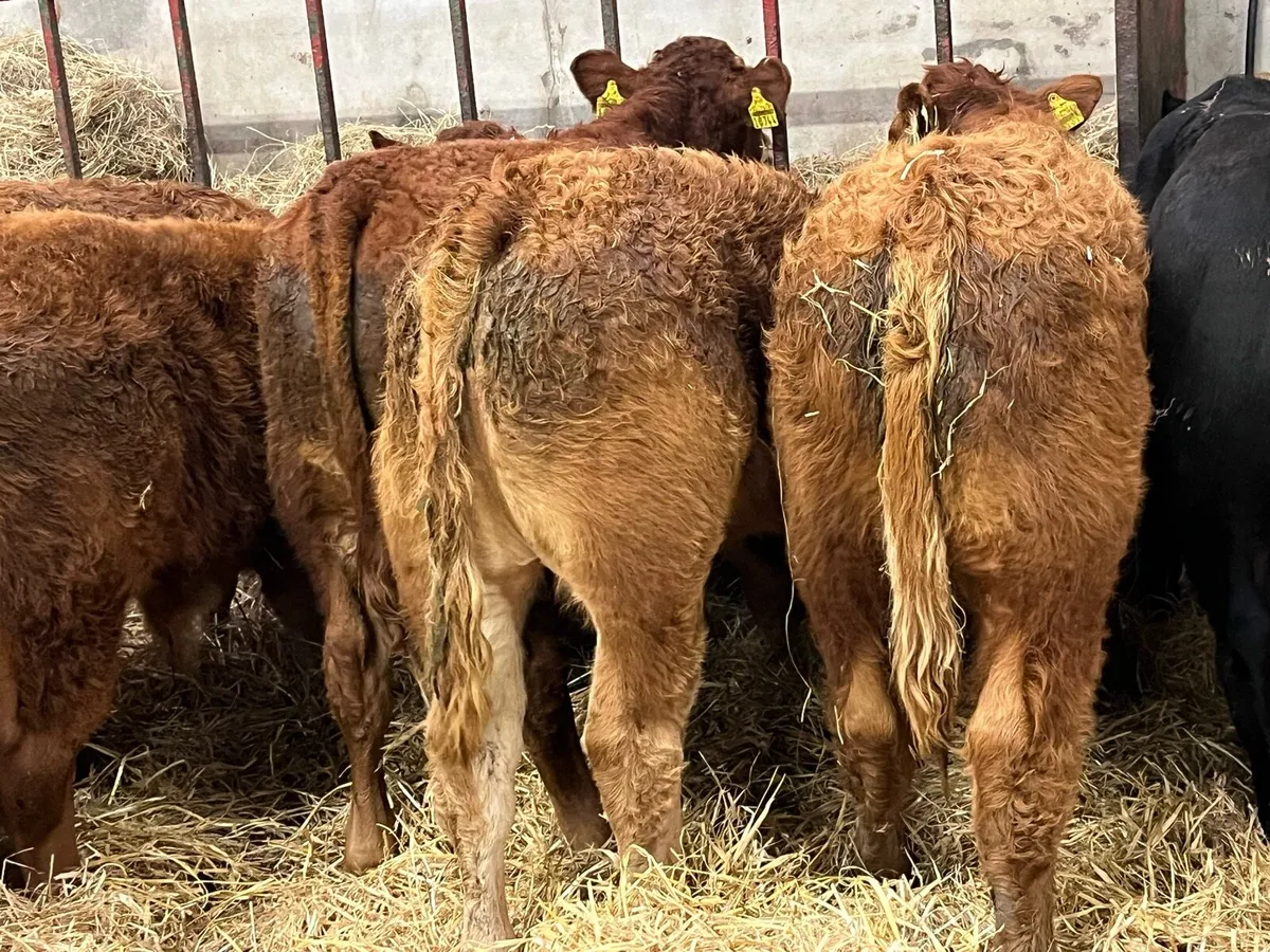 12 Super 250Kg Red Limousin Bull Weanlings - Image 4