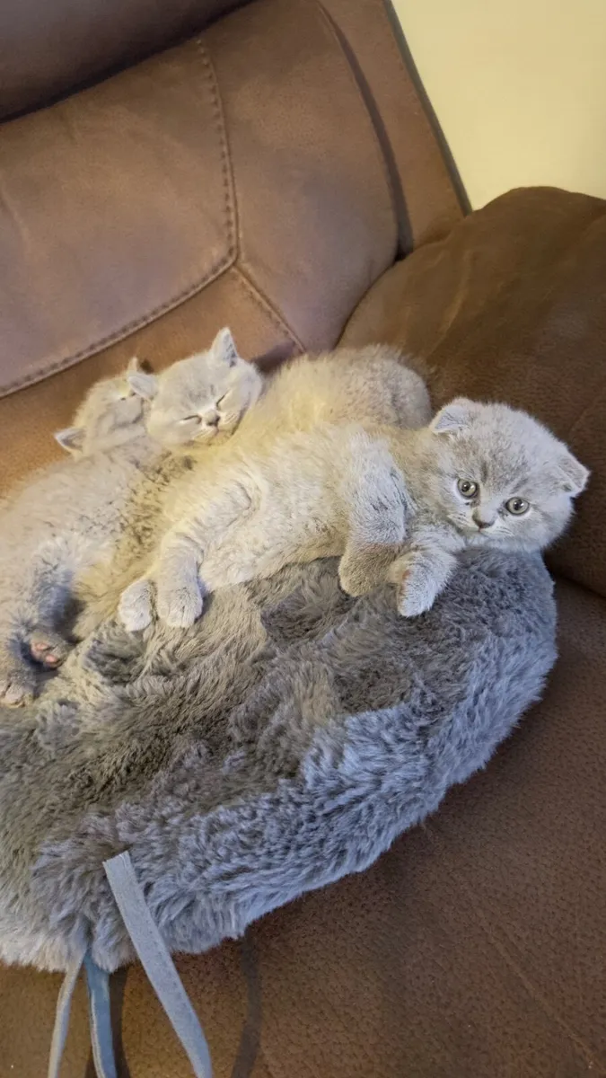 Kitten - Image 1