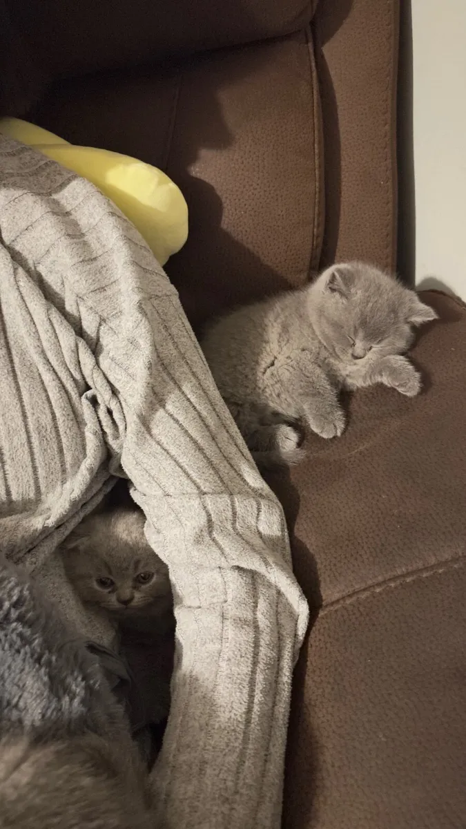 Kitten - Image 2