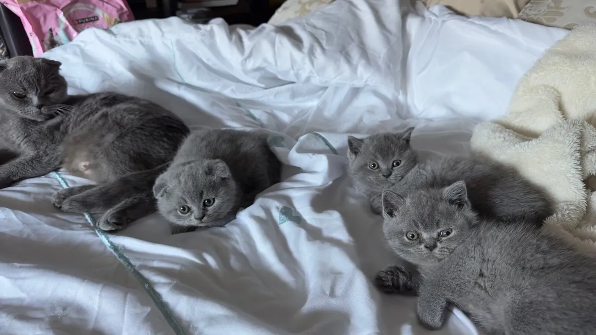 Kitten - Image 3