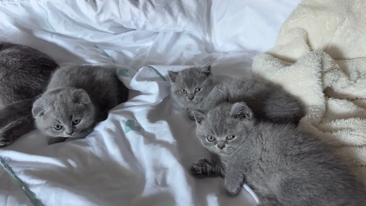 Kitten - Image 4
