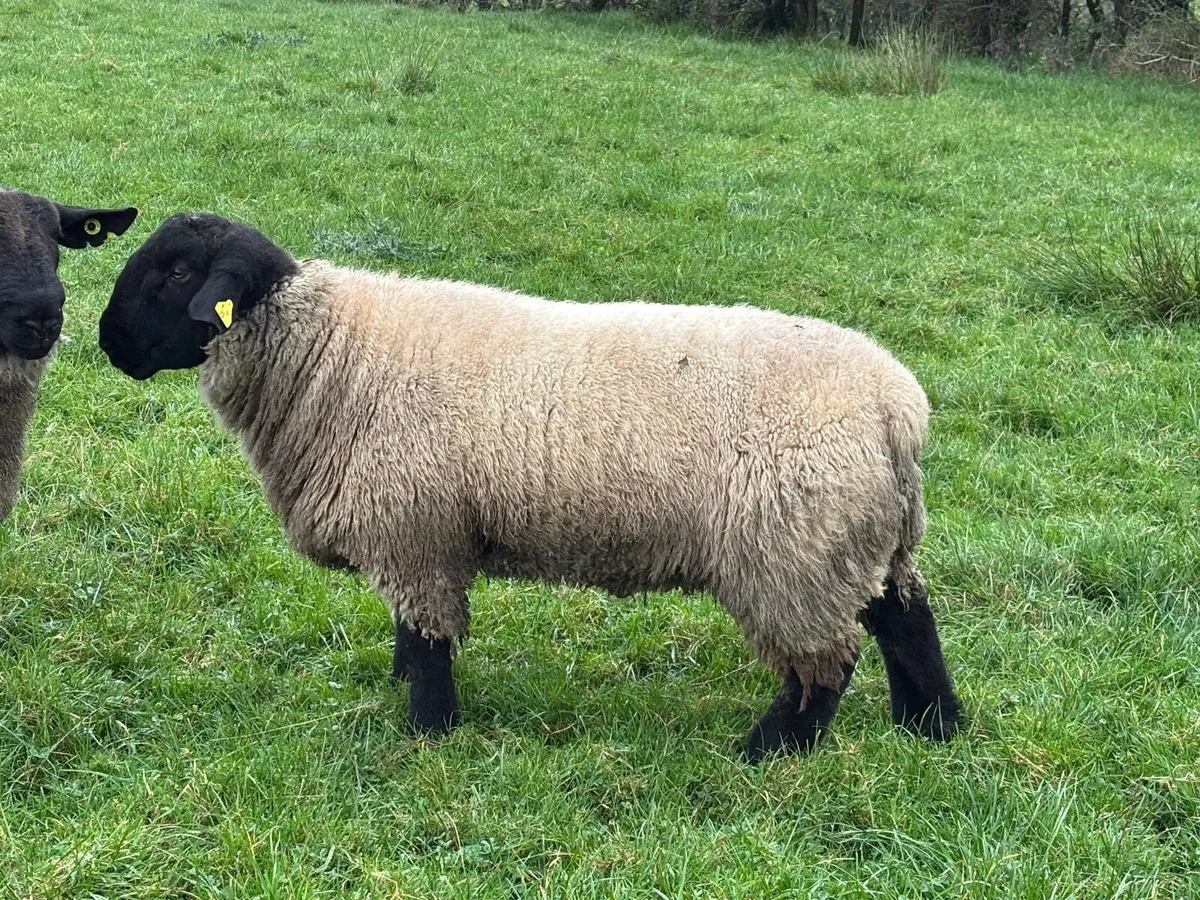 Pure bred registered 5 star ram