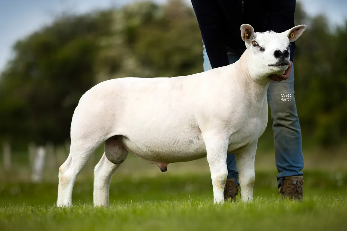 Pedigree Texel shearling ram - Image 1