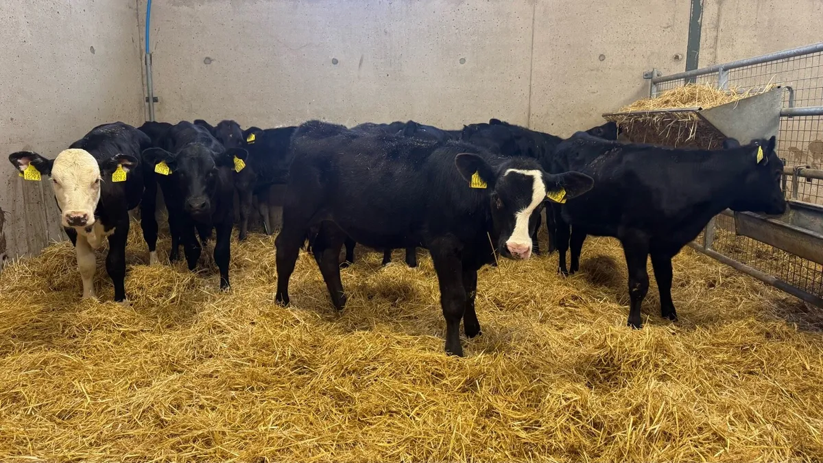 Black Heifers - Image 1