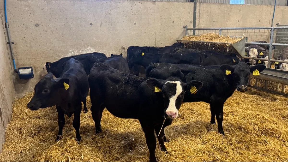 Black Heifers - Image 2