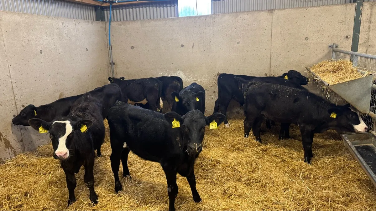 Black Heifers - Image 3