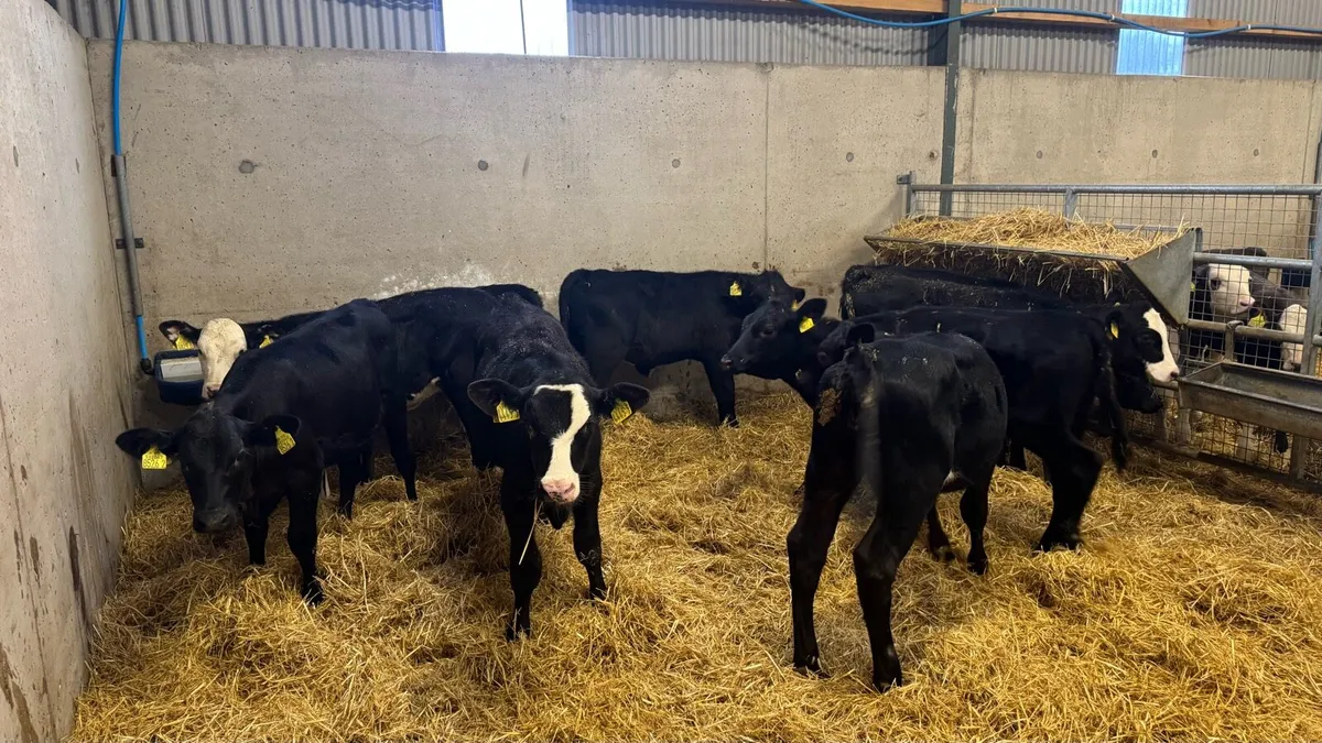 Black Heifers - Image 4