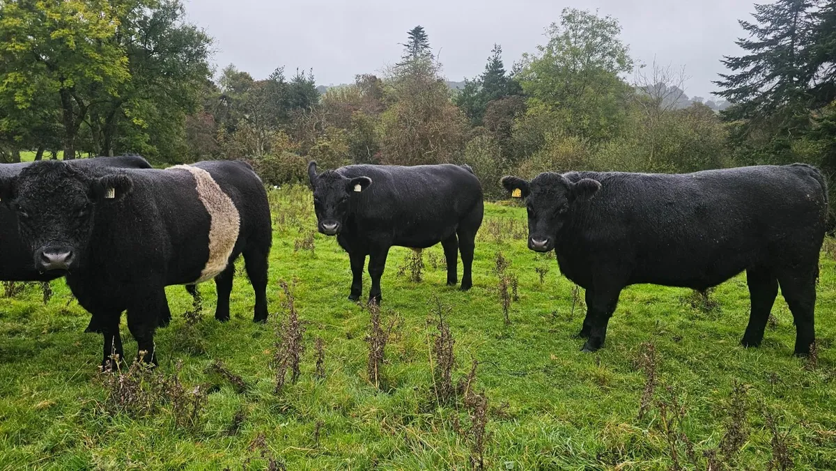 17 Organic AAX bullocks Carnaross Monday 6th Oct - Image 2
