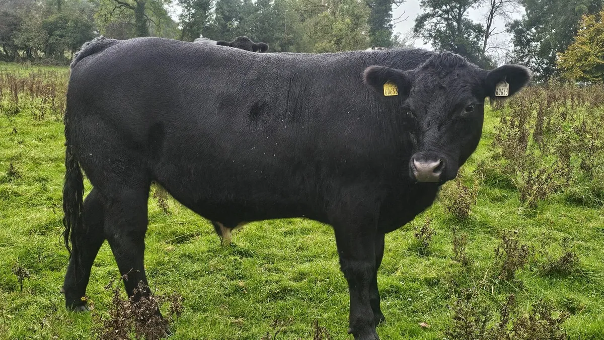 17 Organic AAX bullocks Carnaross Monday 6th Oct - Image 1