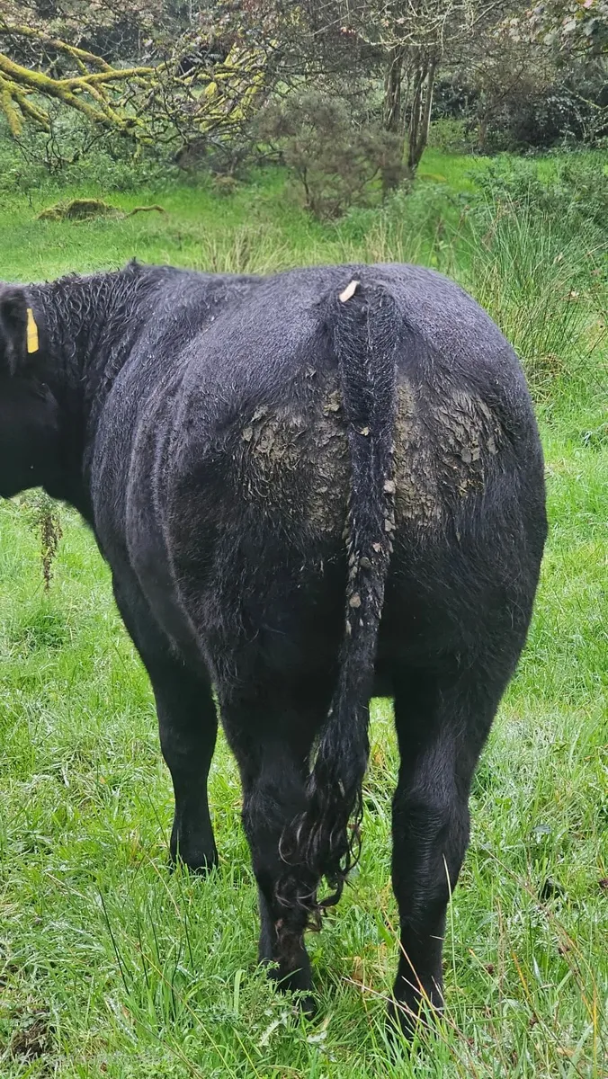 17 Organic AAX bullocks Carnaross Monday 6th Oct - Image 3