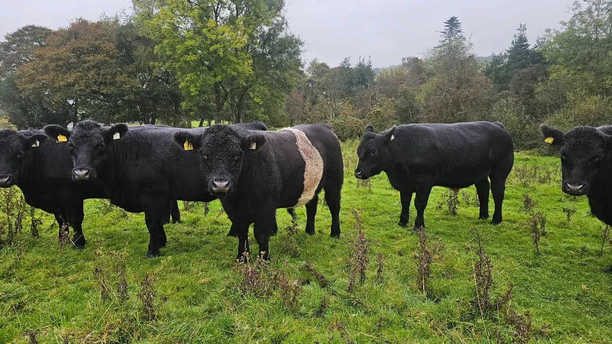 17 Organic AAX bullocks Carnaross Monday 6th Oct - Image 4
