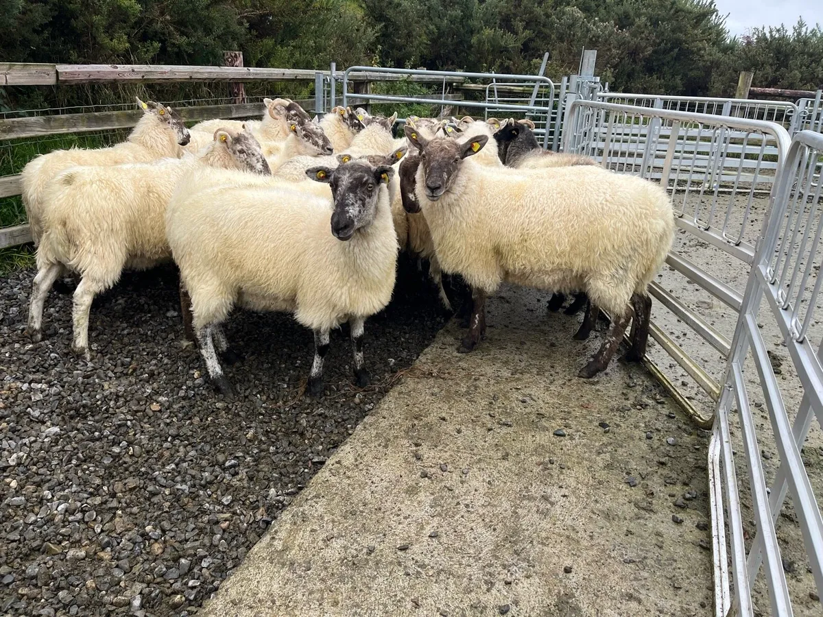 Mule hoggats - Image 1