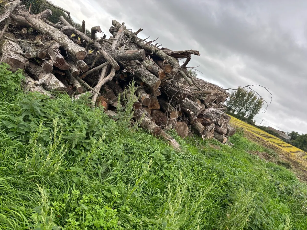 Logs Firewood - Image 2