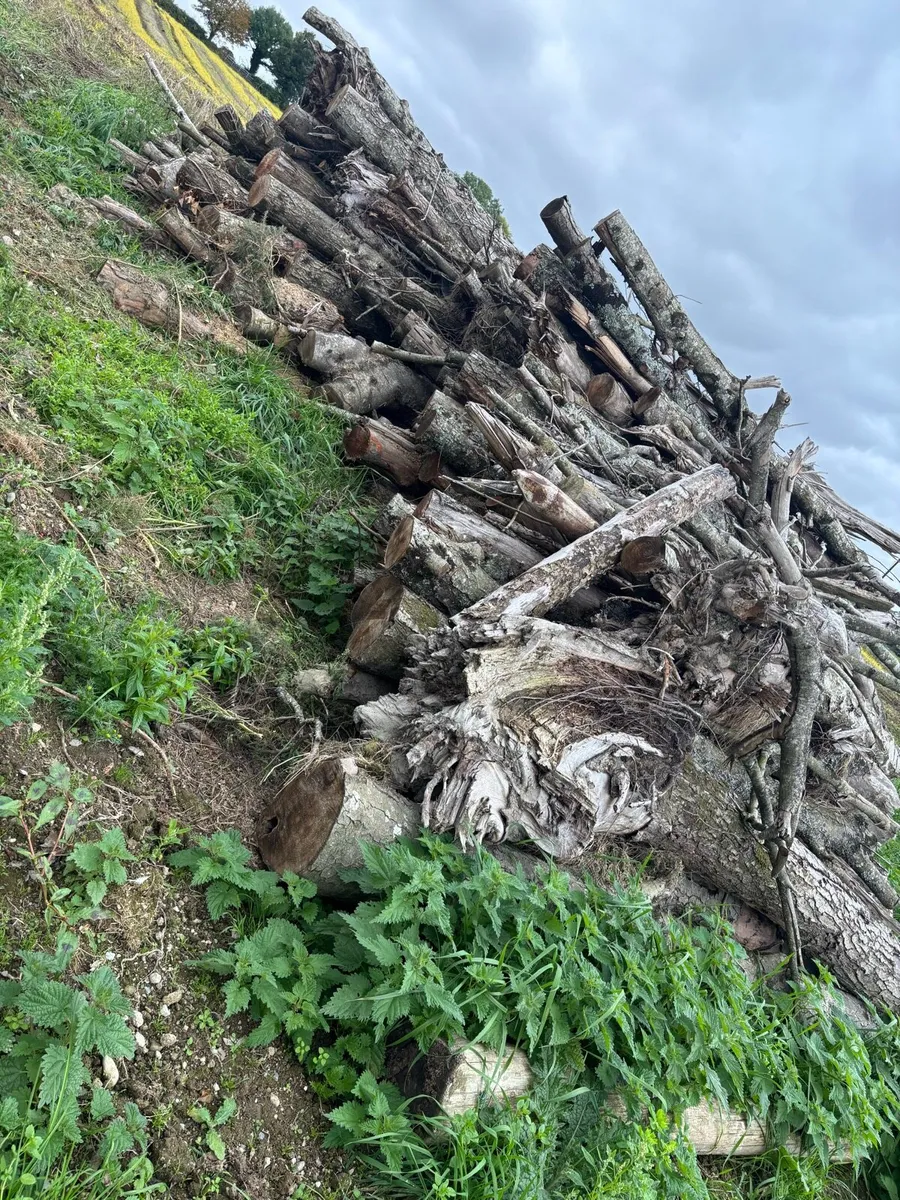 Logs Firewood - Image 3