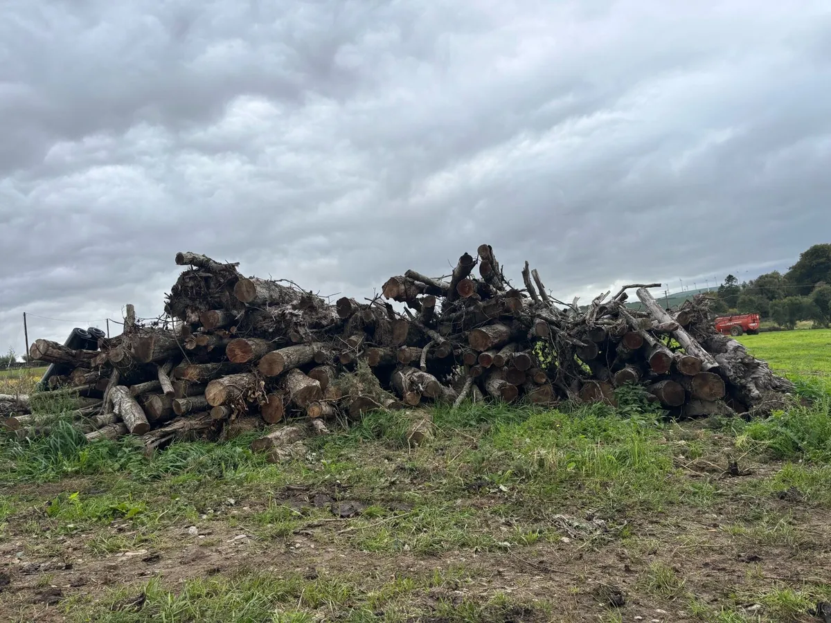 Logs Firewood - Image 4