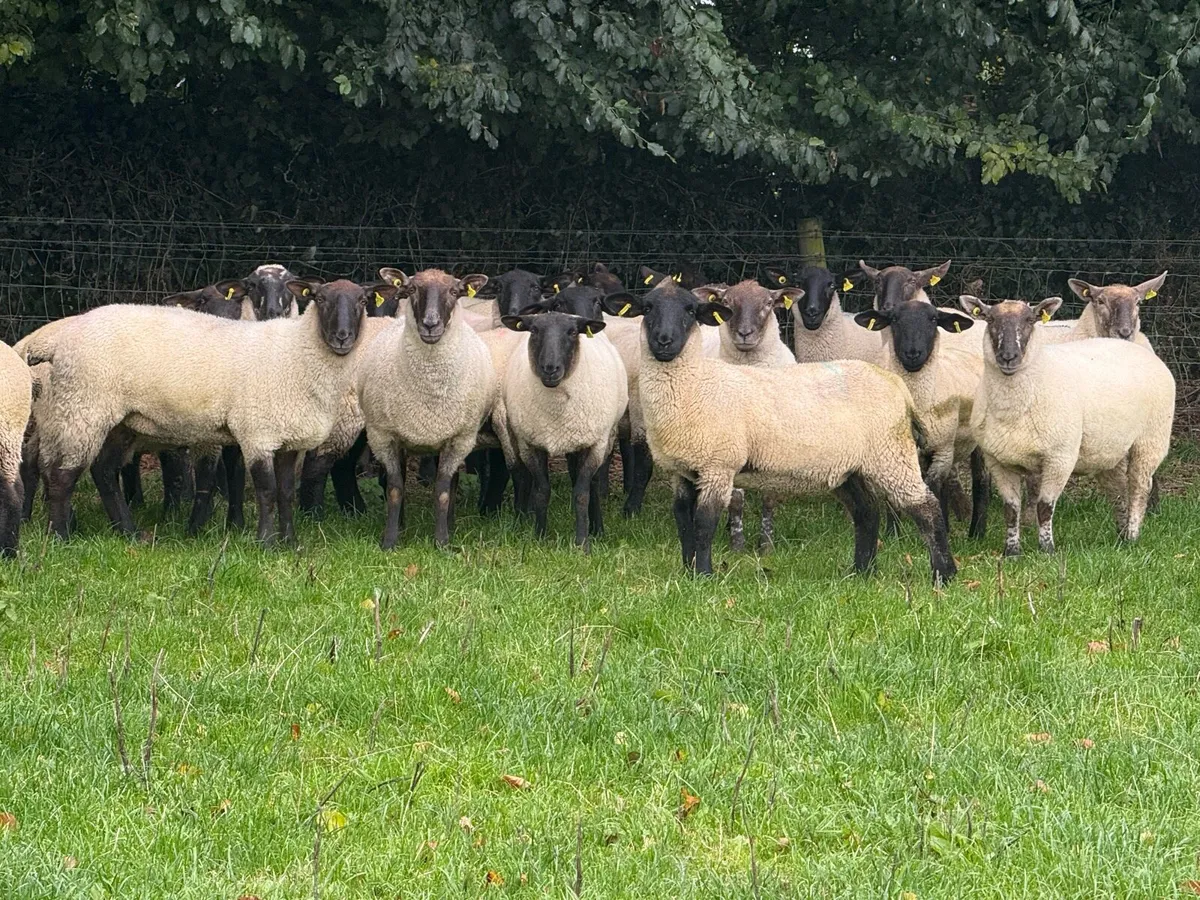 20 Suffolk hoggets - Image 1