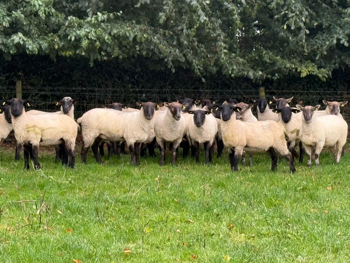 20 Suffolk hoggets - Image 2