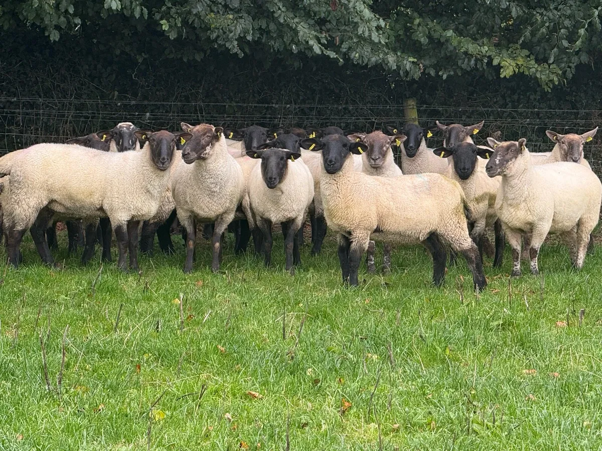 20 Suffolk hoggets - Image 3