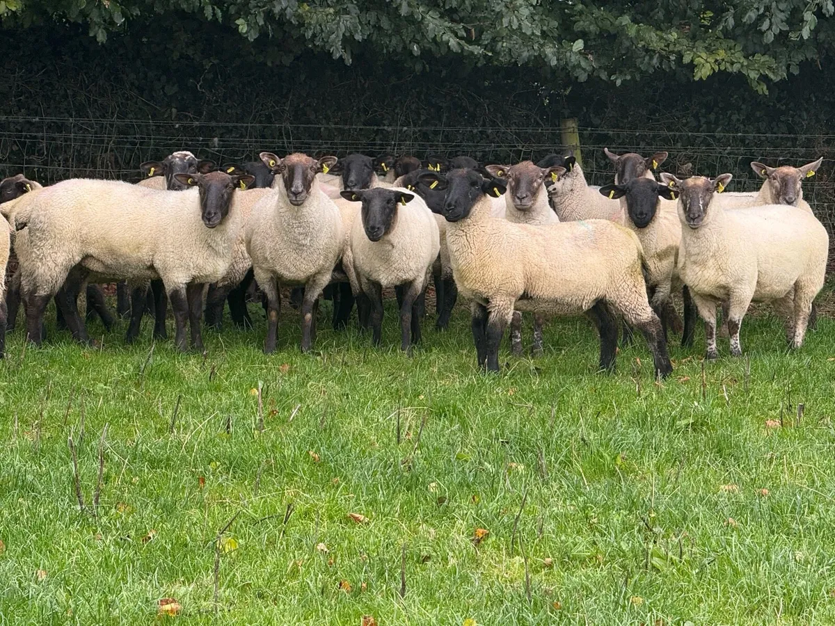 20 Suffolk hoggets - Image 4