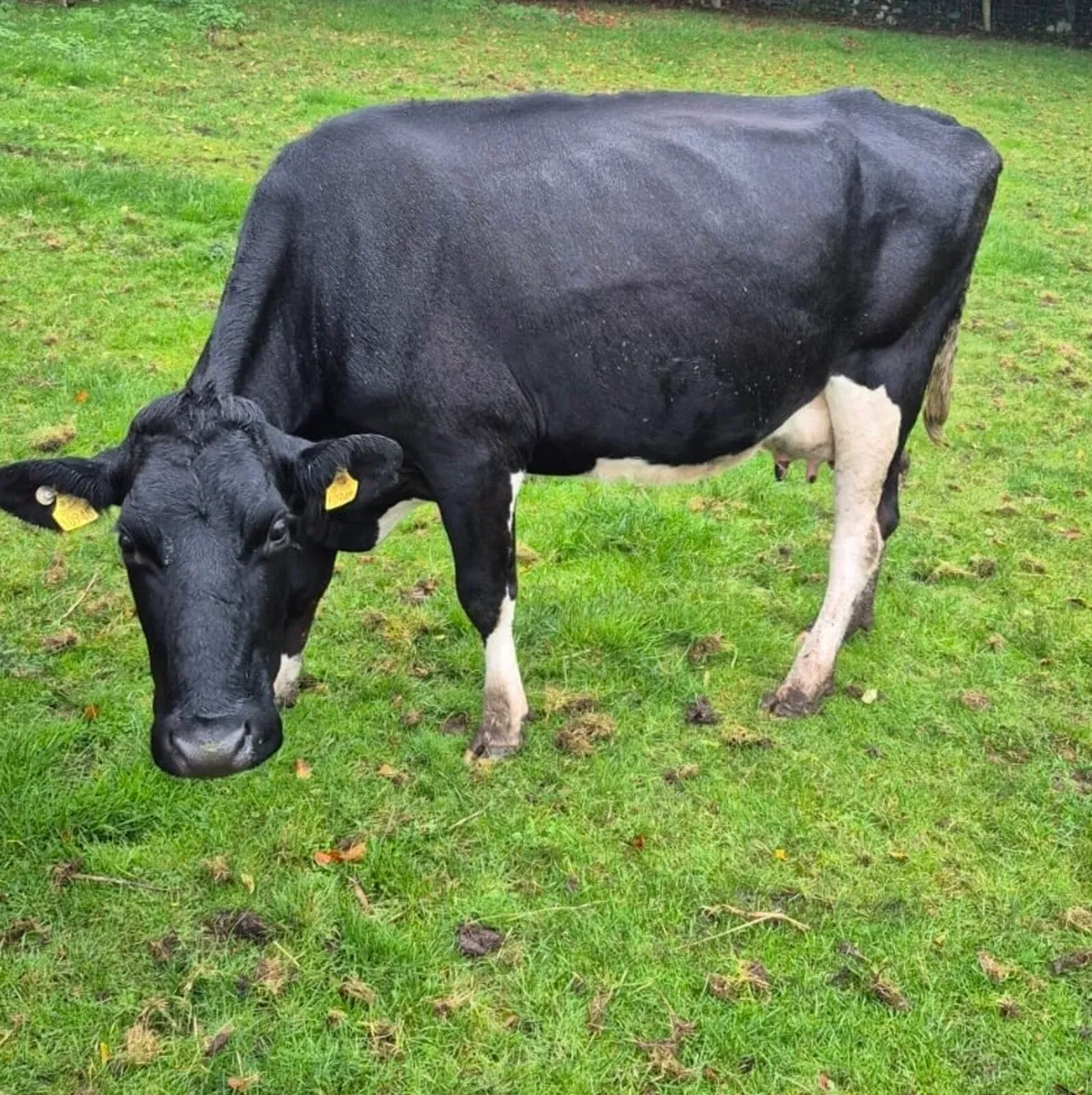 Cow suitable to rear calves - Image 1