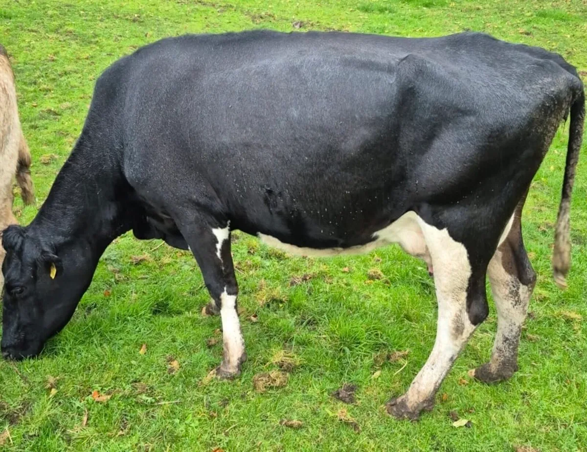 Cow suitable to rear calves - Image 2