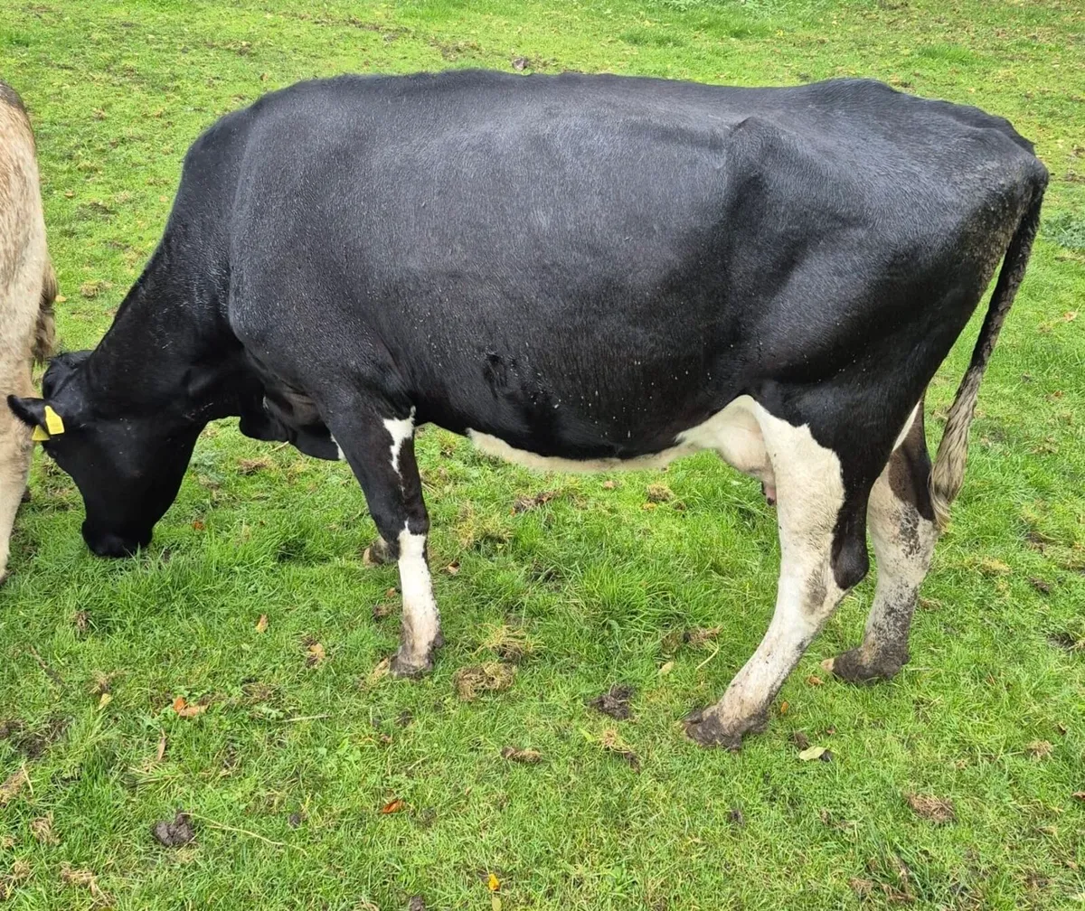Cow suitable to rear calves - Image 3