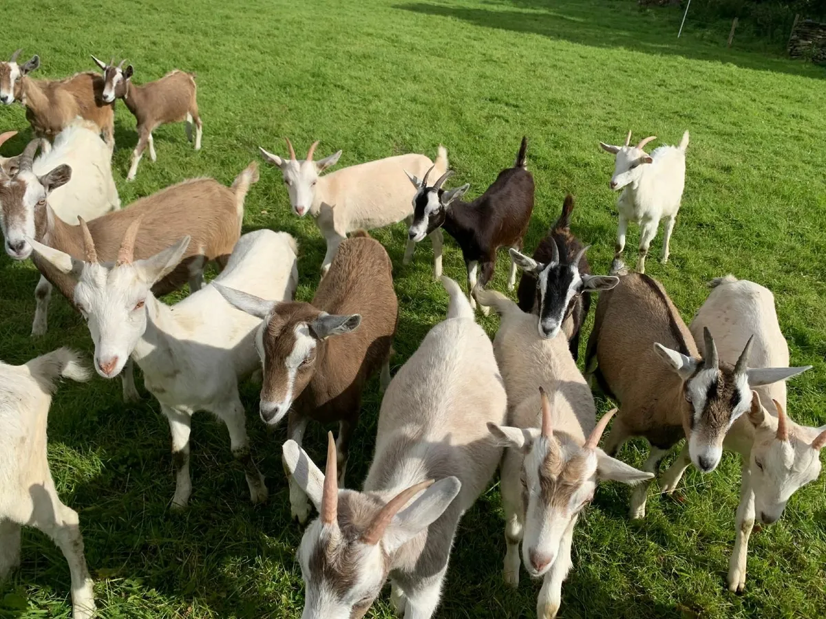 Kid she goats - Image 1
