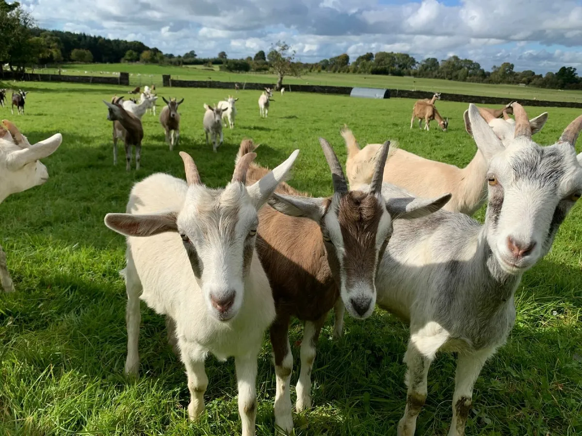 Kid she goats - Image 2