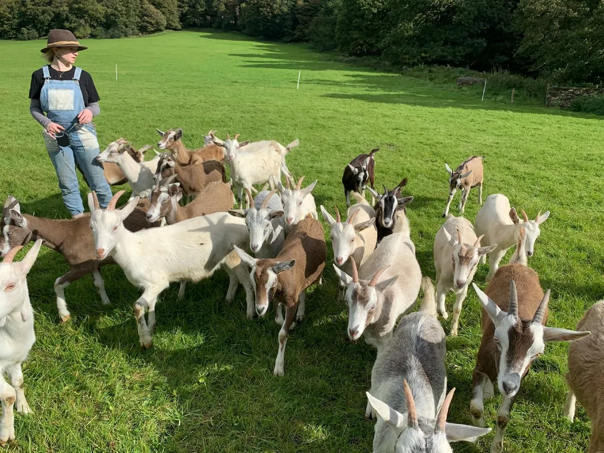 Kid she goats - Image 3