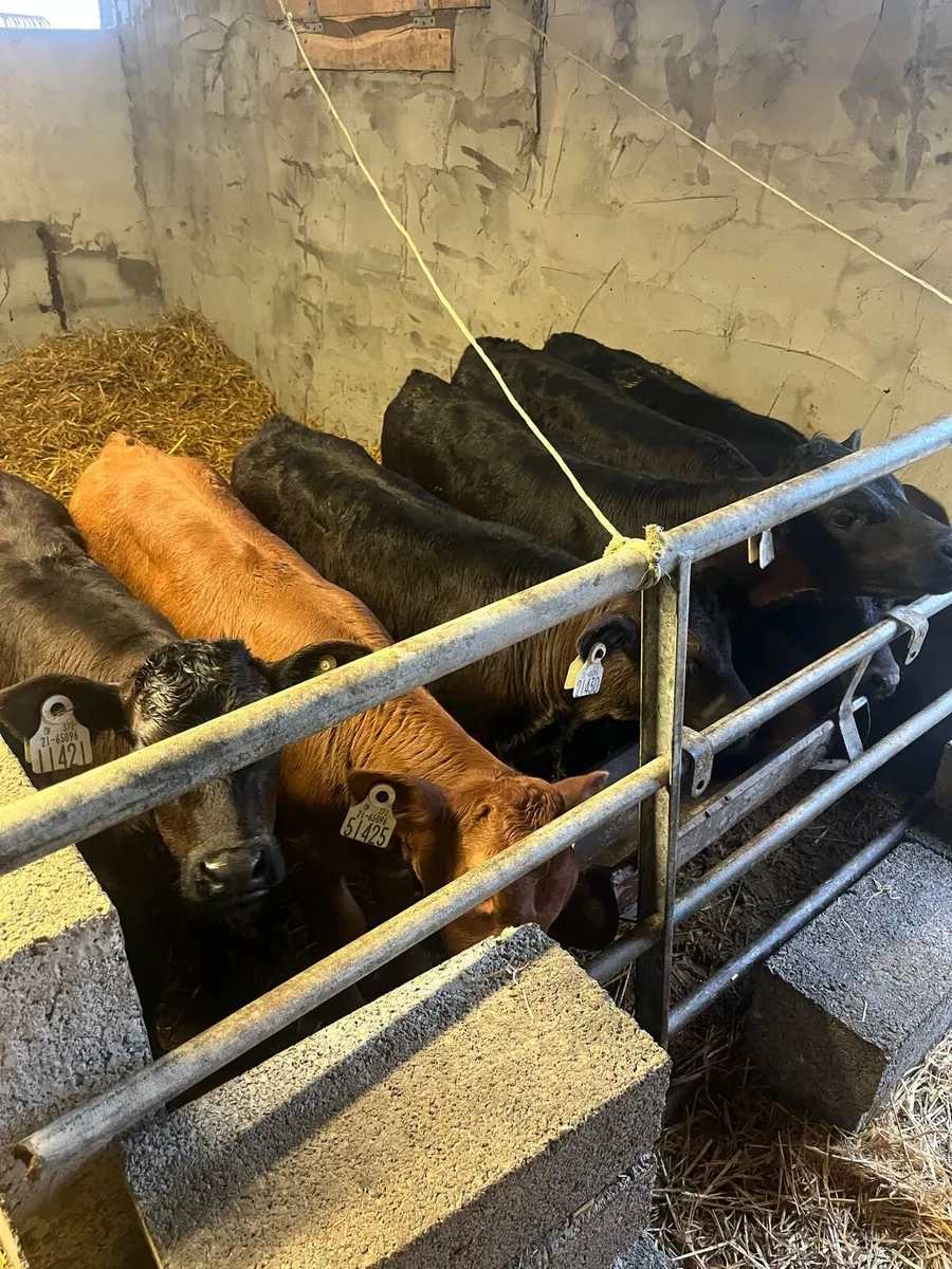 Calves - Image 1