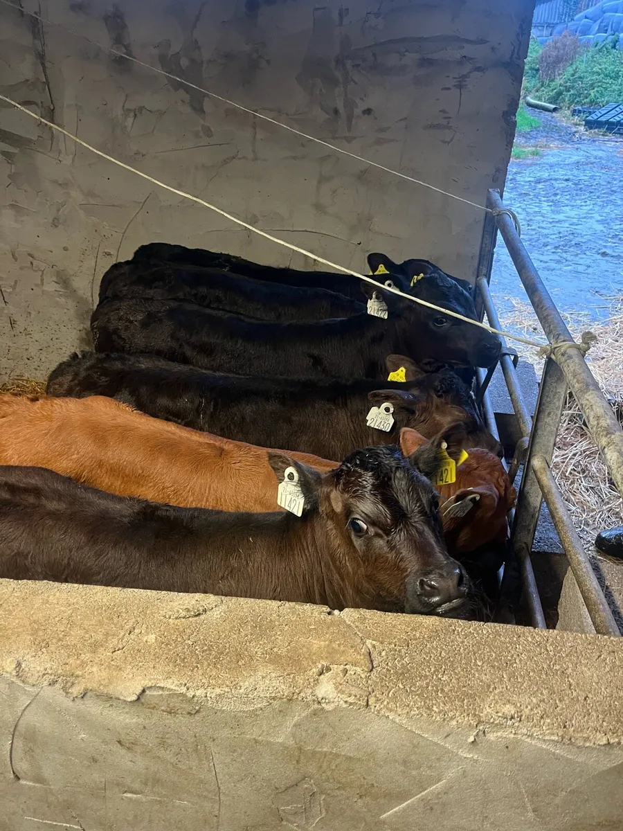Calves - Image 2