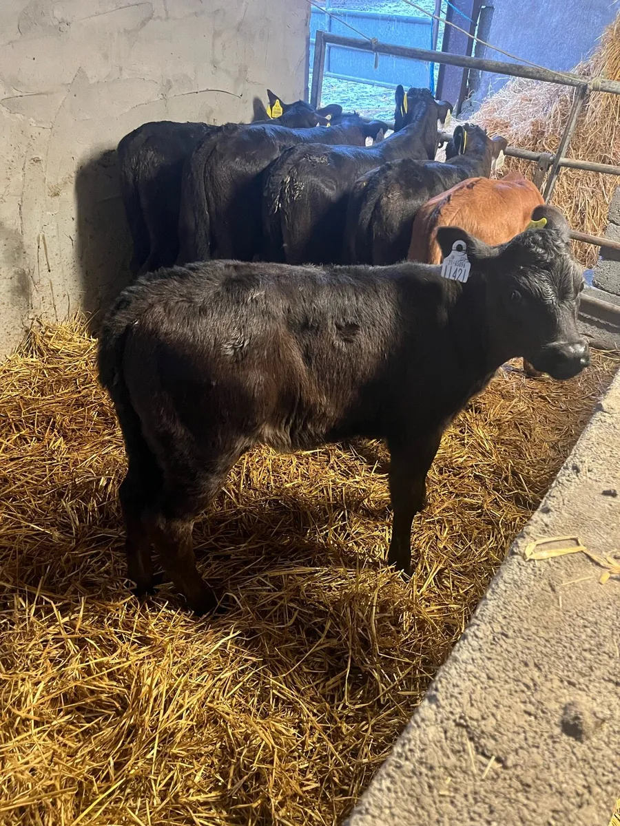 Calves - Image 3