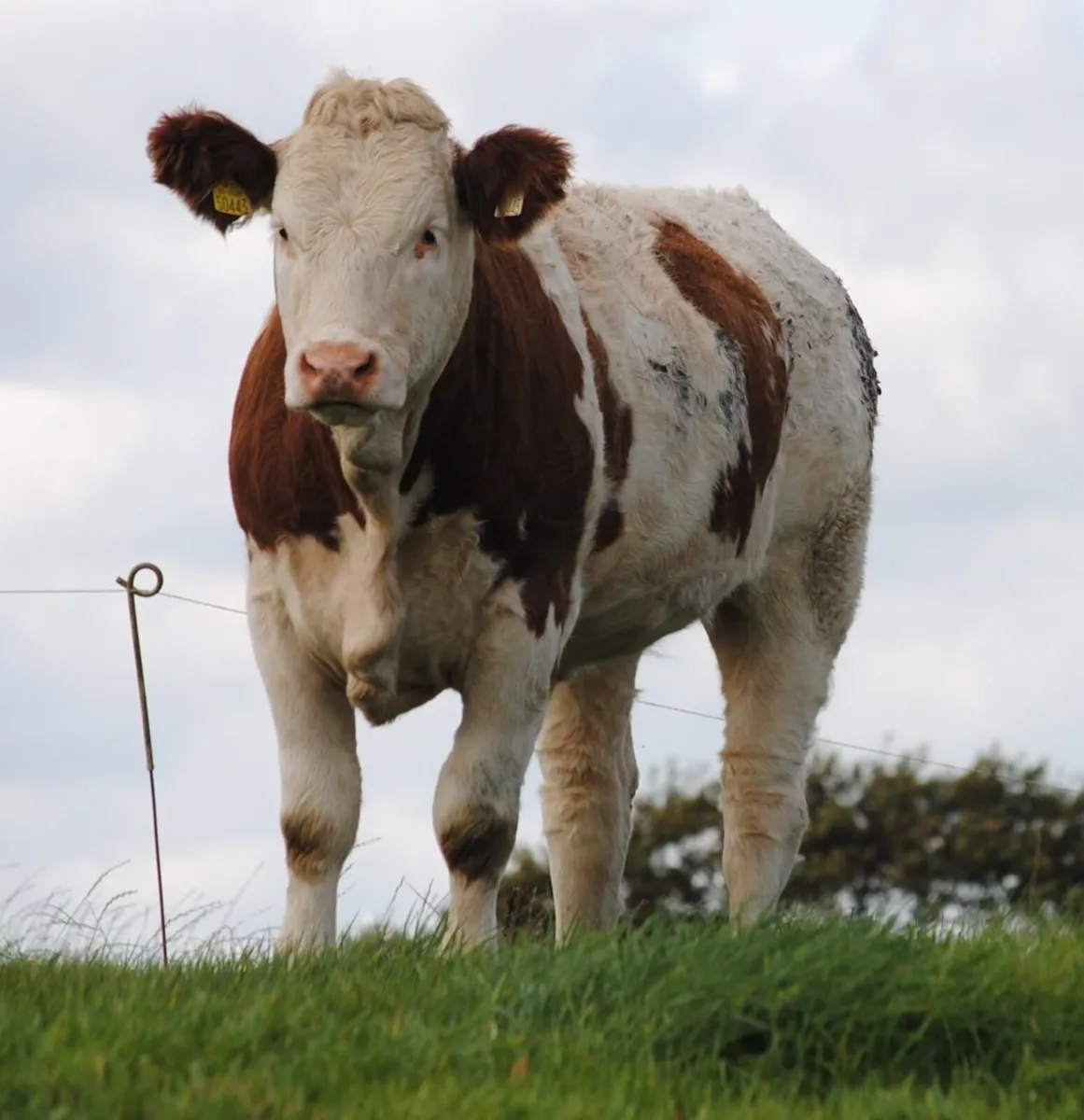Simmental heifers - Image 1
