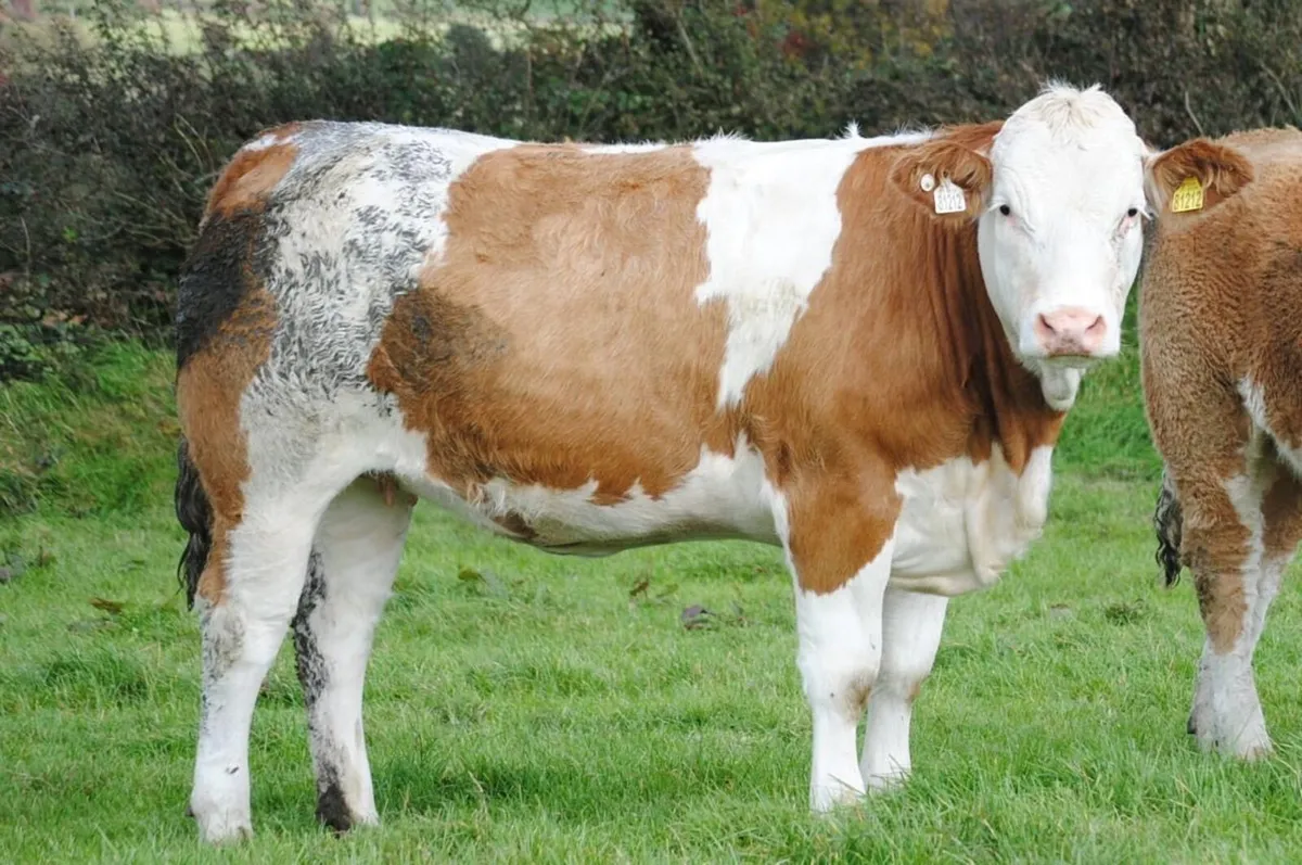 Simmental heifers - Image 2