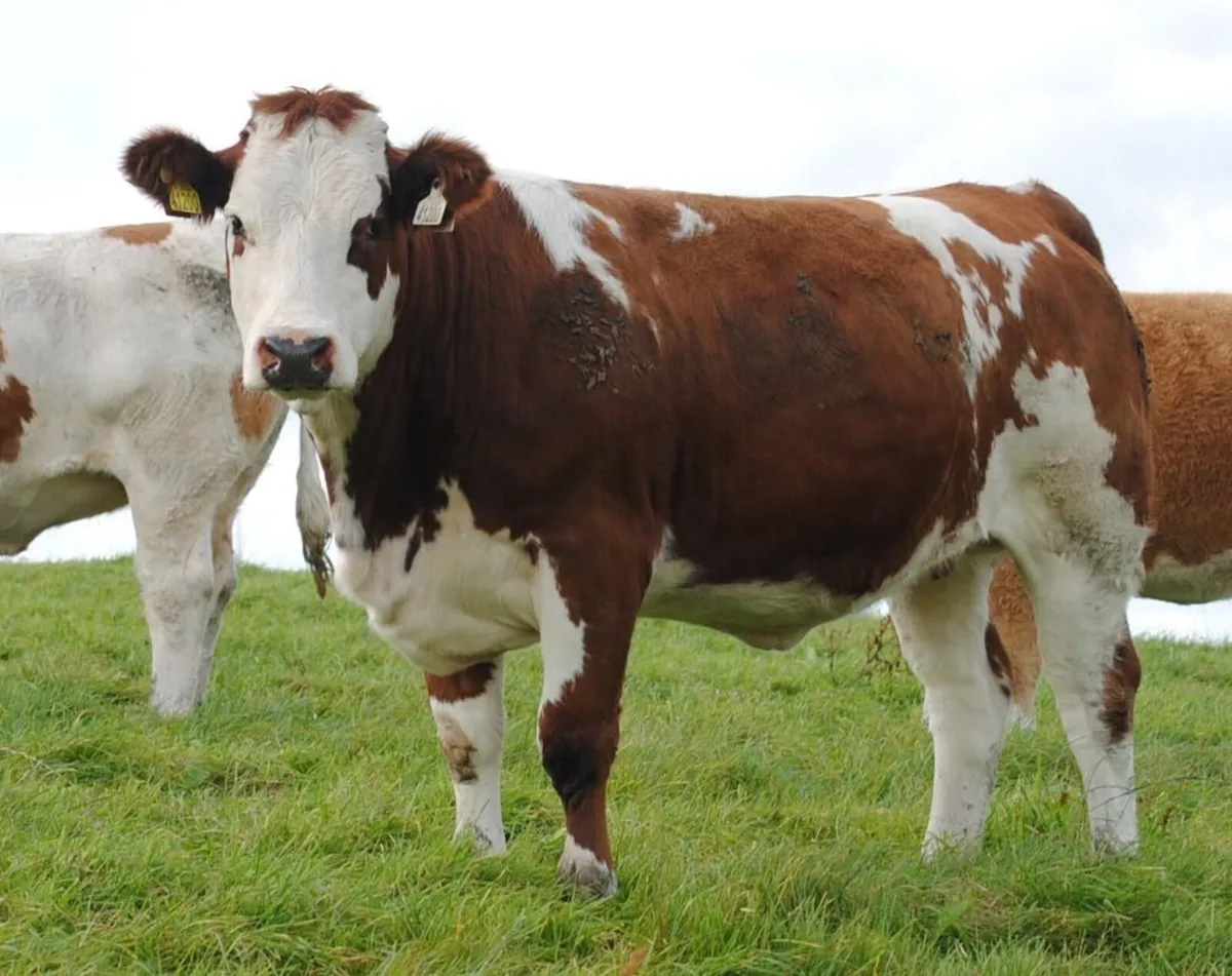 Simmental heifers - Image 3